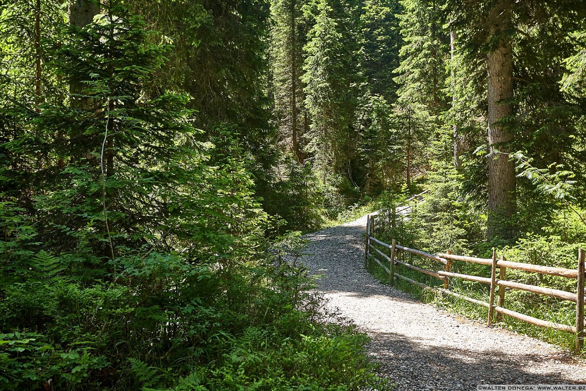 Il sentiero nel bosco attorno al lago Lago di Carezza in primavera