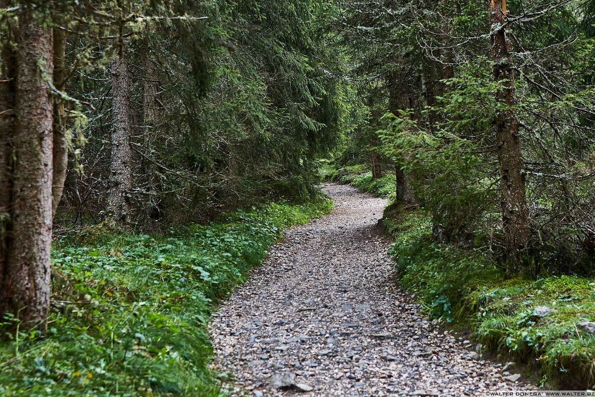 La stradina che si inoltra nel bosco dal parcheggio di Zans Escursione a Malga Casnago sul sentiero delle Odle