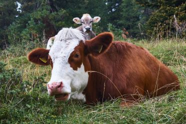 Escursione a Malga Casnago sul sentiero delle Odle