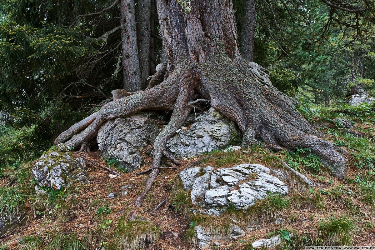 Come abbia potuto crescere così rimane un mistero Escursione a Malga Casnago sul sentiero delle Odle