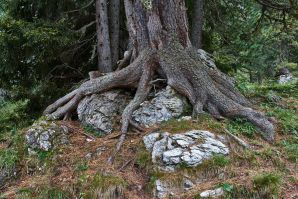 Escursione a Malga Casnago sul sentiero delle Odle