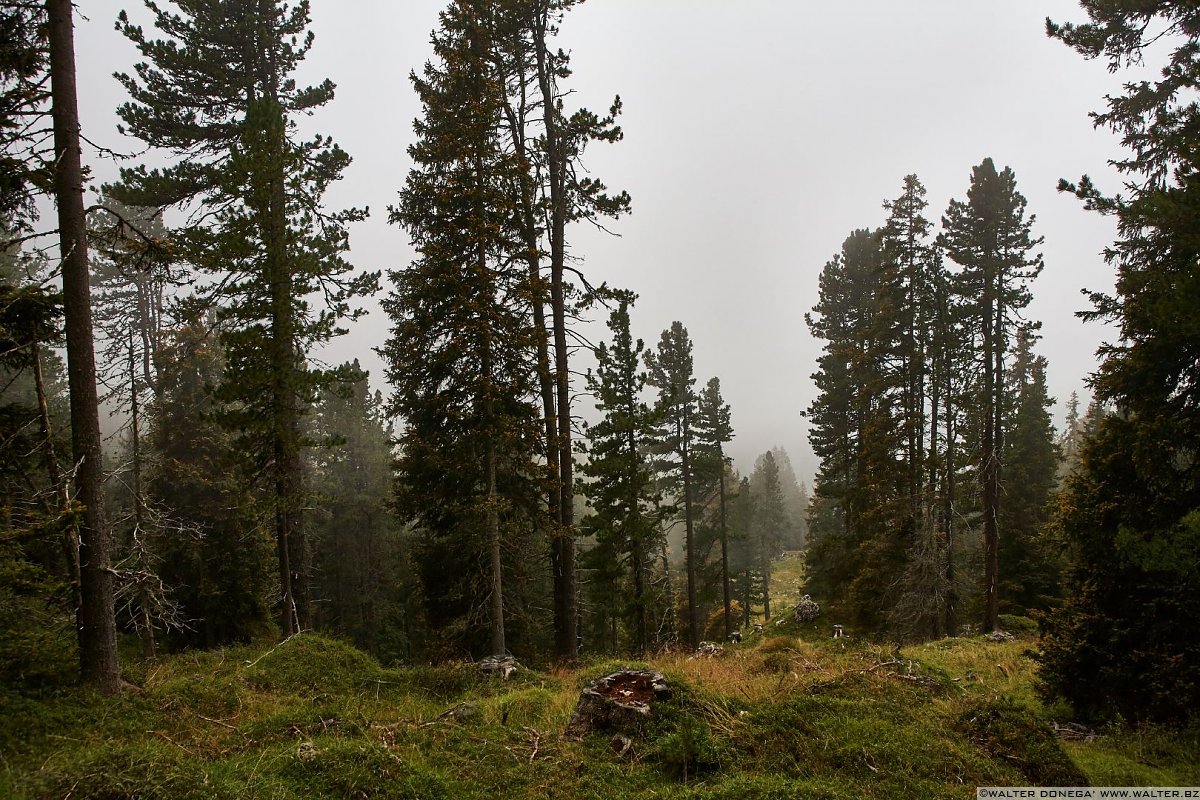 Il fascino della nebbia nel bosco Escursione a Malga Casnago sul sentiero delle Odle