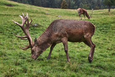 Escursione a Malga Casnago sul sentiero delle Odle