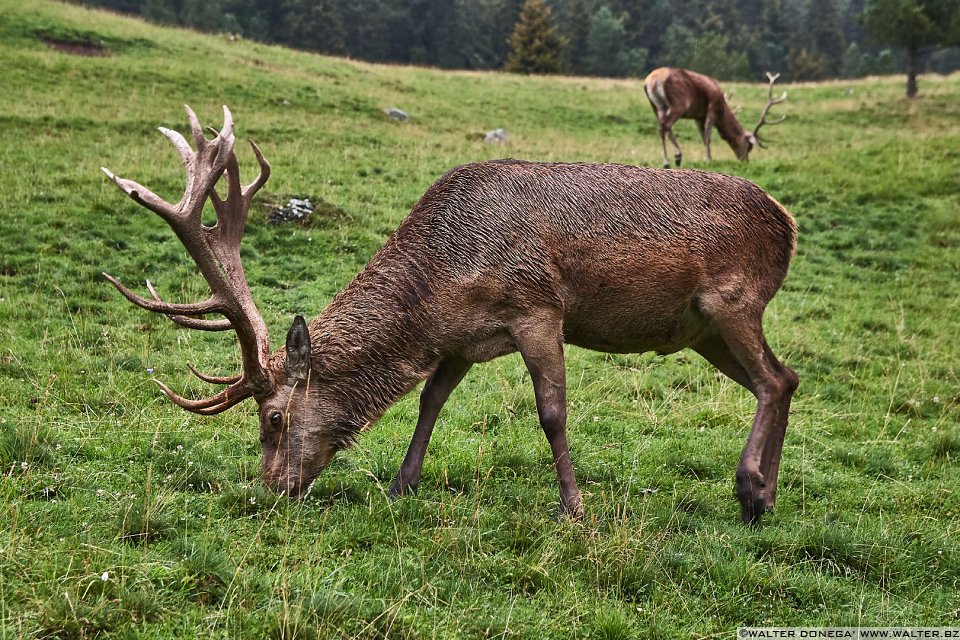 Escursione a Malga Casnago sul sentiero delle Odle