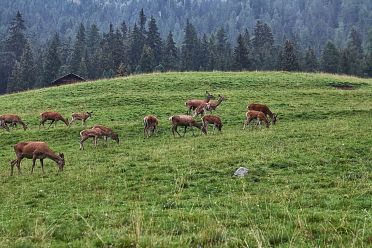 Escursione a Malga Casnago sul sentiero delle Odle