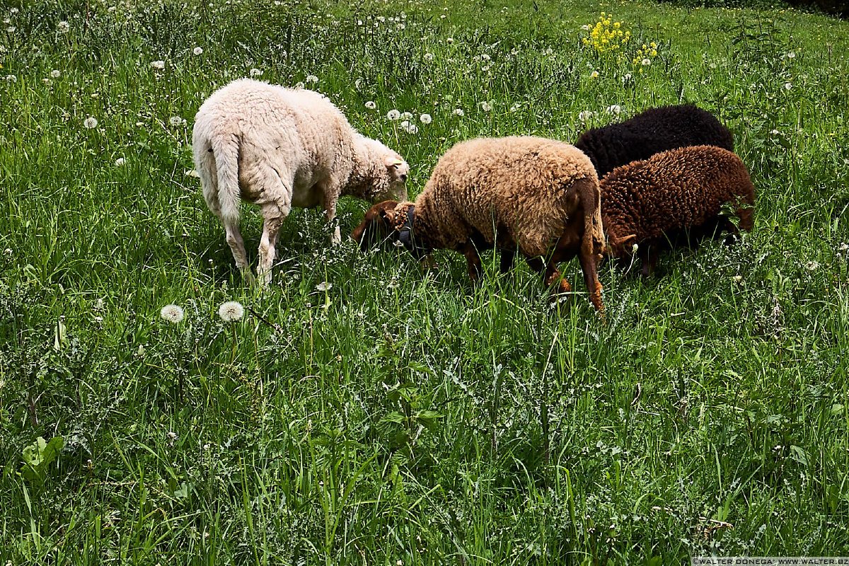 4 sfumature di...marrone Le malghe di Aldino