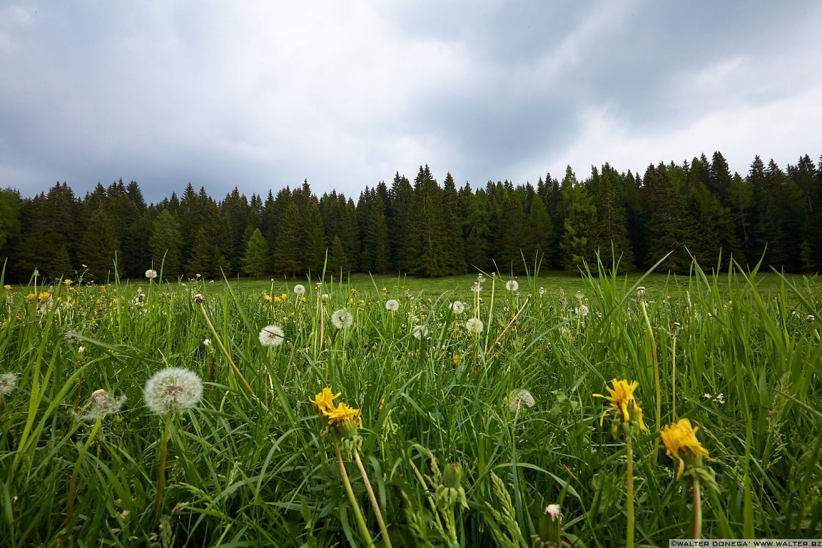 Quant'era verde la mia valle Le malghe di Aldino