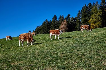 Escursione circolare dei masi di Meltina