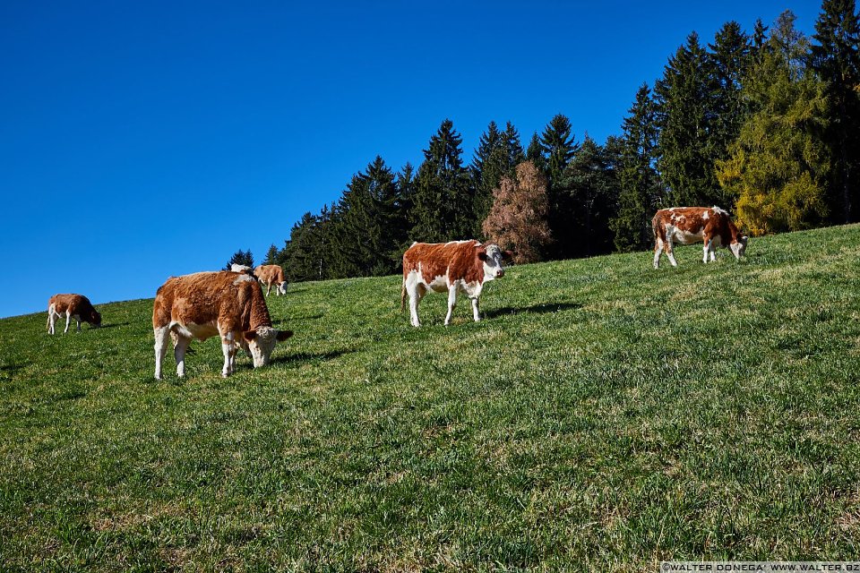Escursione circolare dei masi di Meltina