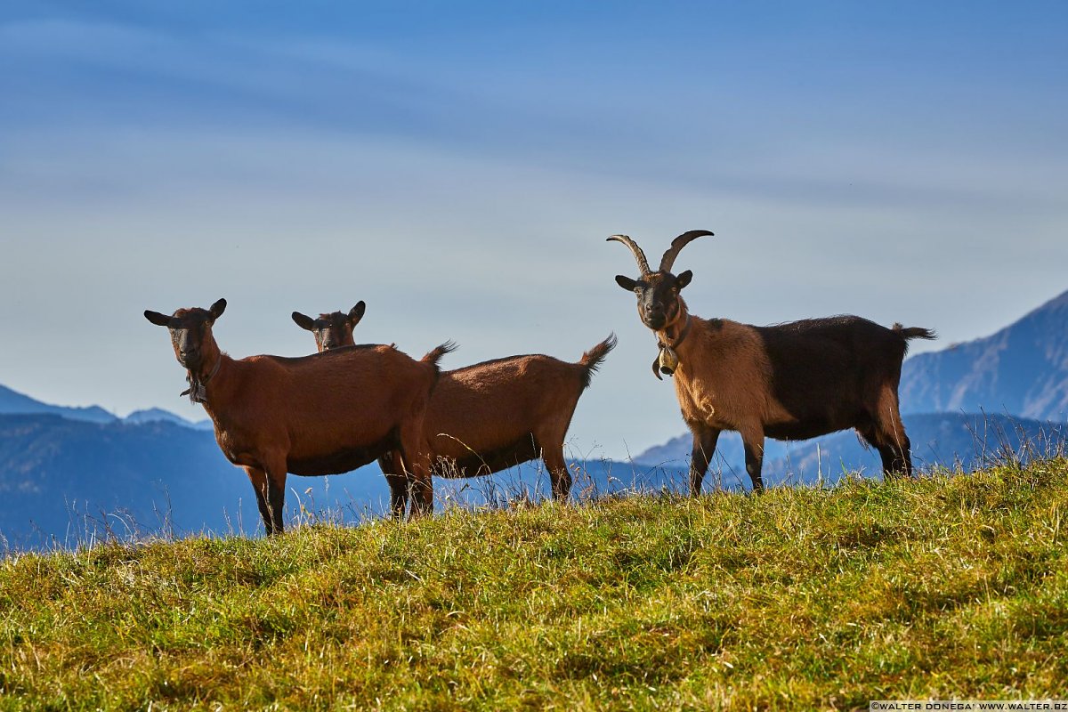  Escursione circolare dei masi di Meltina