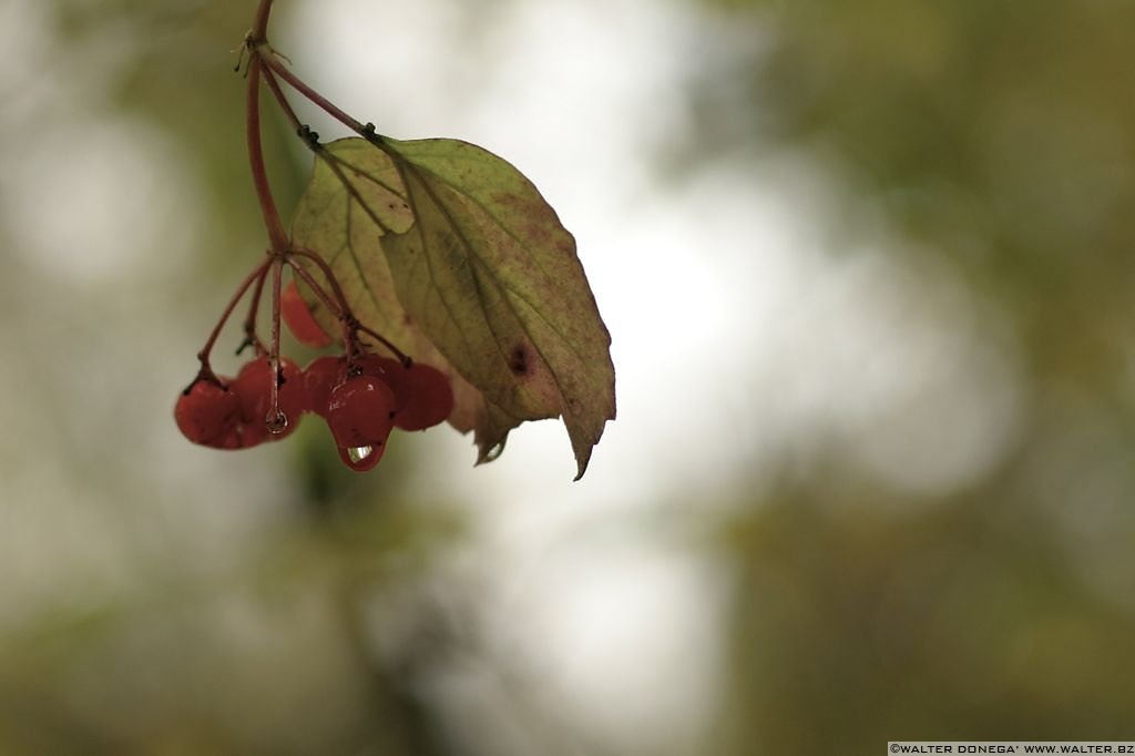 Autunno a Monticolo - 06 Monticolo in autunno