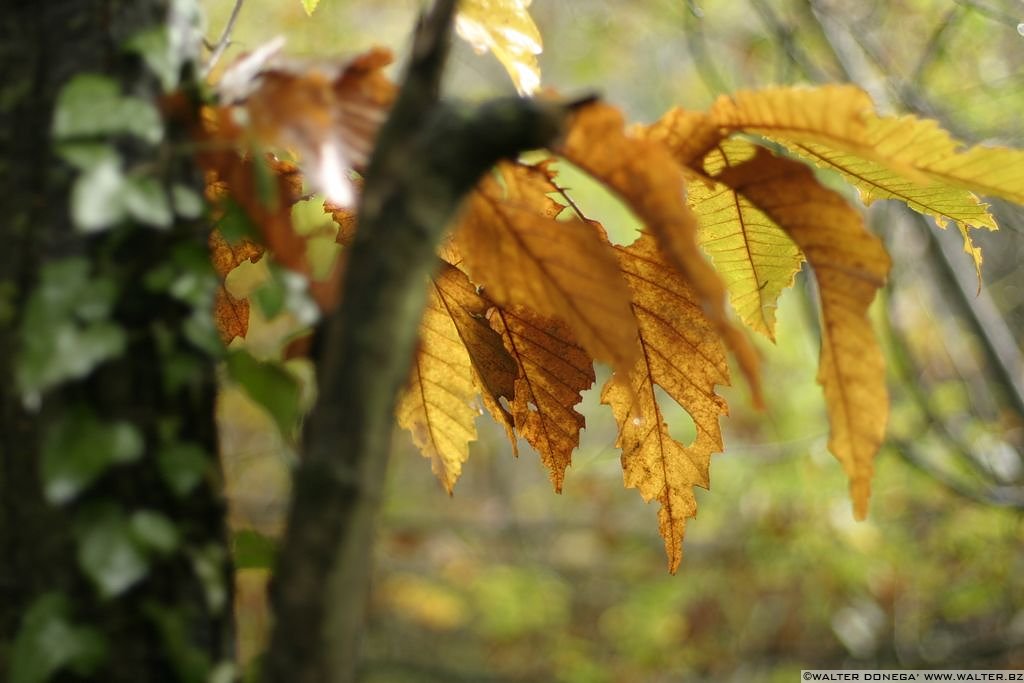 Autunno a Monticolo - 18 Monticolo in autunno