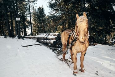 Escursione invernale da Obereggen a Passo Feudo lungo il Latemar