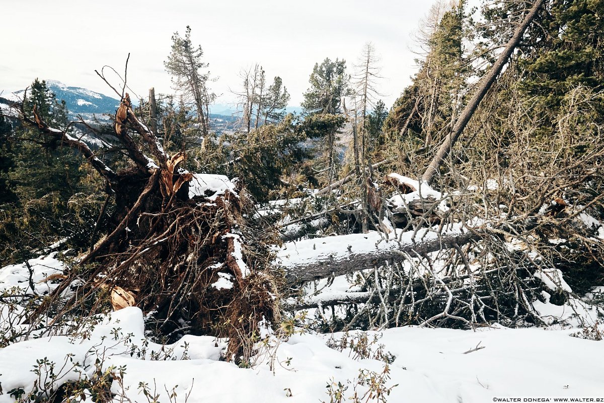 Escursione invernale da Obereggen a Passo Feudo lungo il Latemar