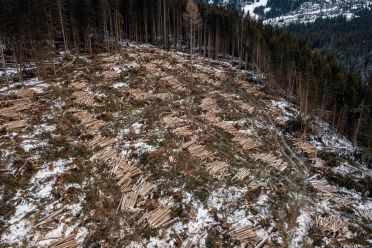I boschi di Obereggen e Passo Lavazè dopo il disastro