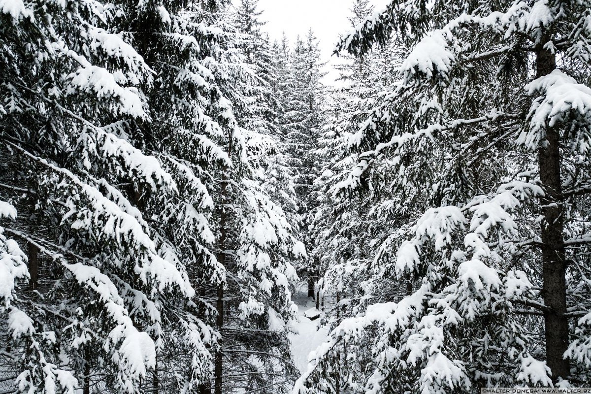 Passeggiata ad Obereggen sul sentiero 11 con la neve