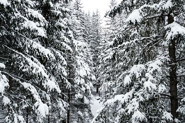 Passeggiata ad Obereggen sul sentiero 11 con la neve
