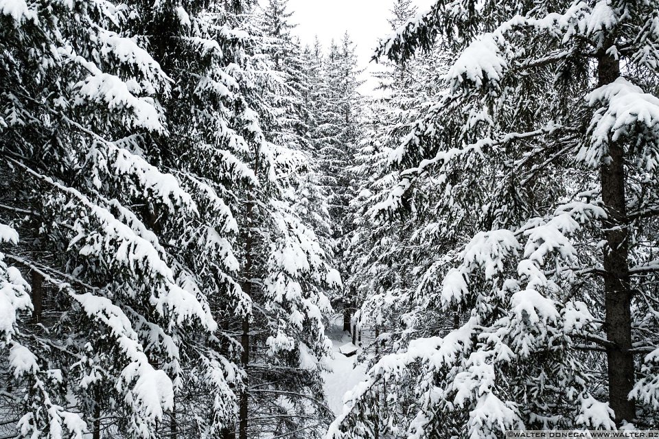 Passeggiata ad Obereggen sul sentiero 11 con la neve