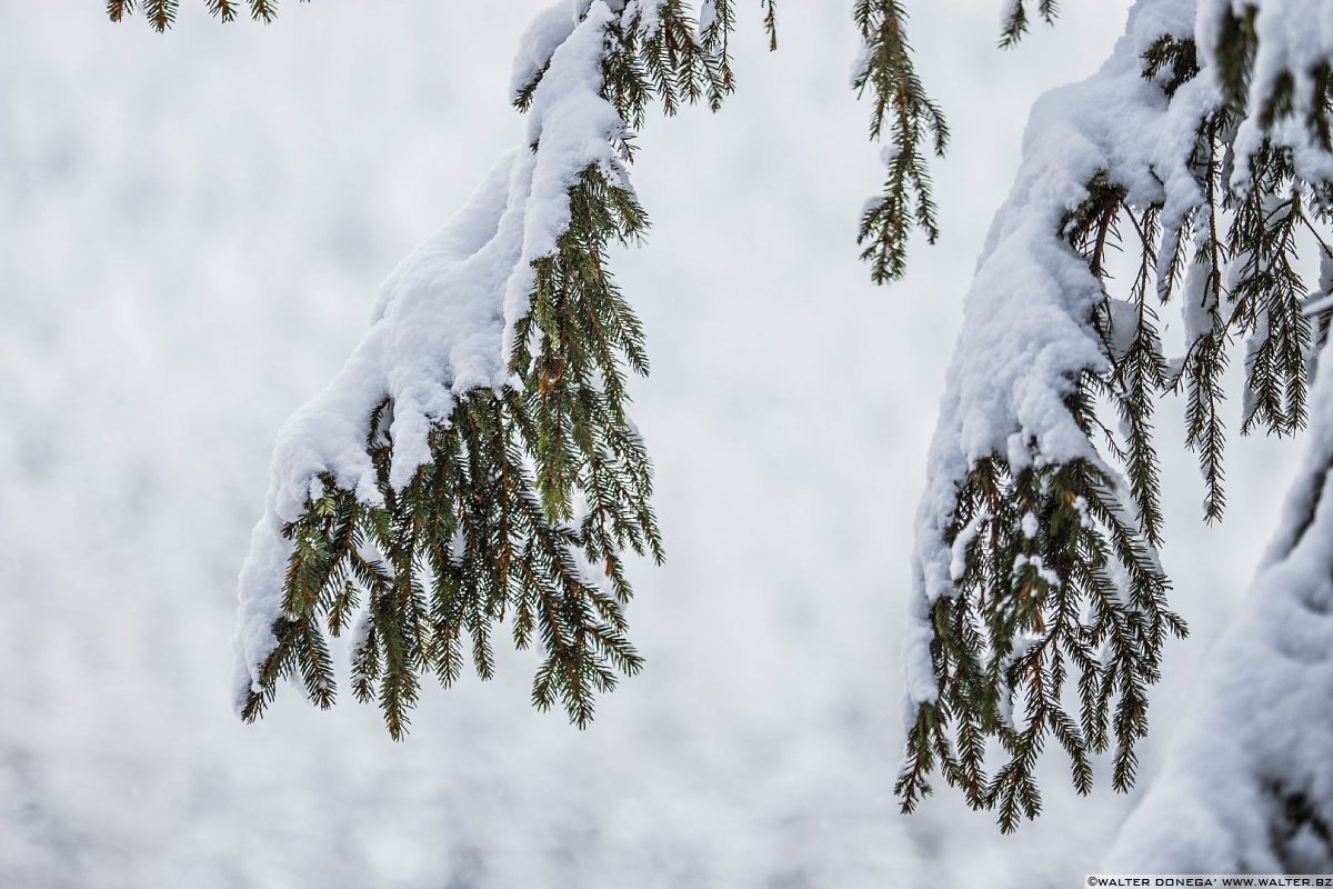 Passeggiata ad Obereggen sul sentiero 11 con la neve