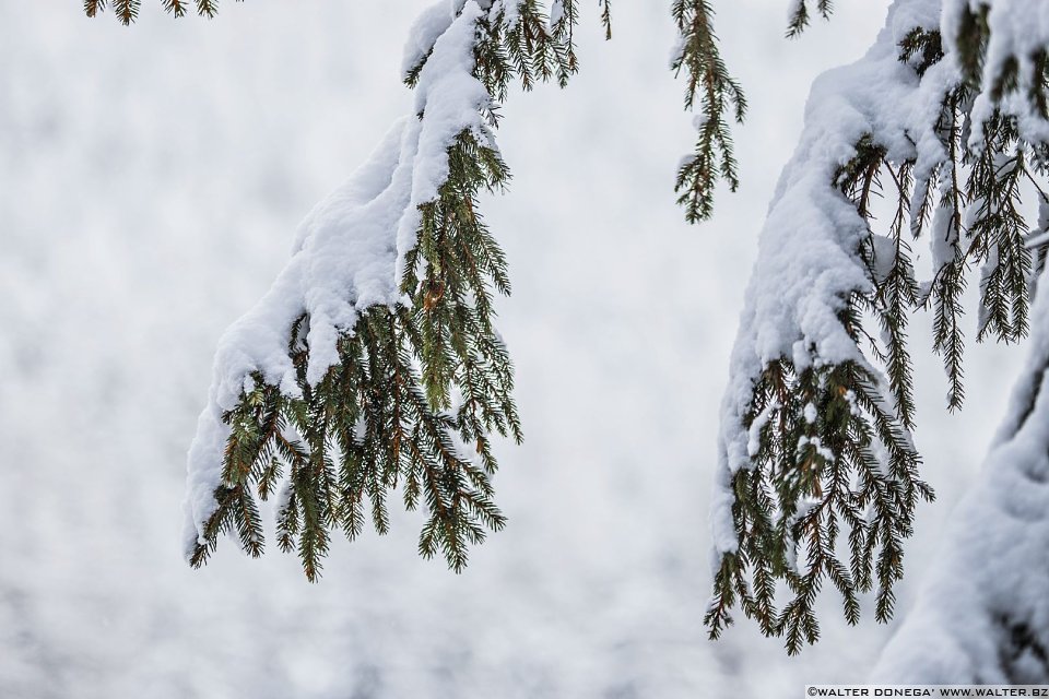 Passeggiata ad Obereggen sul sentiero 11 con la neve