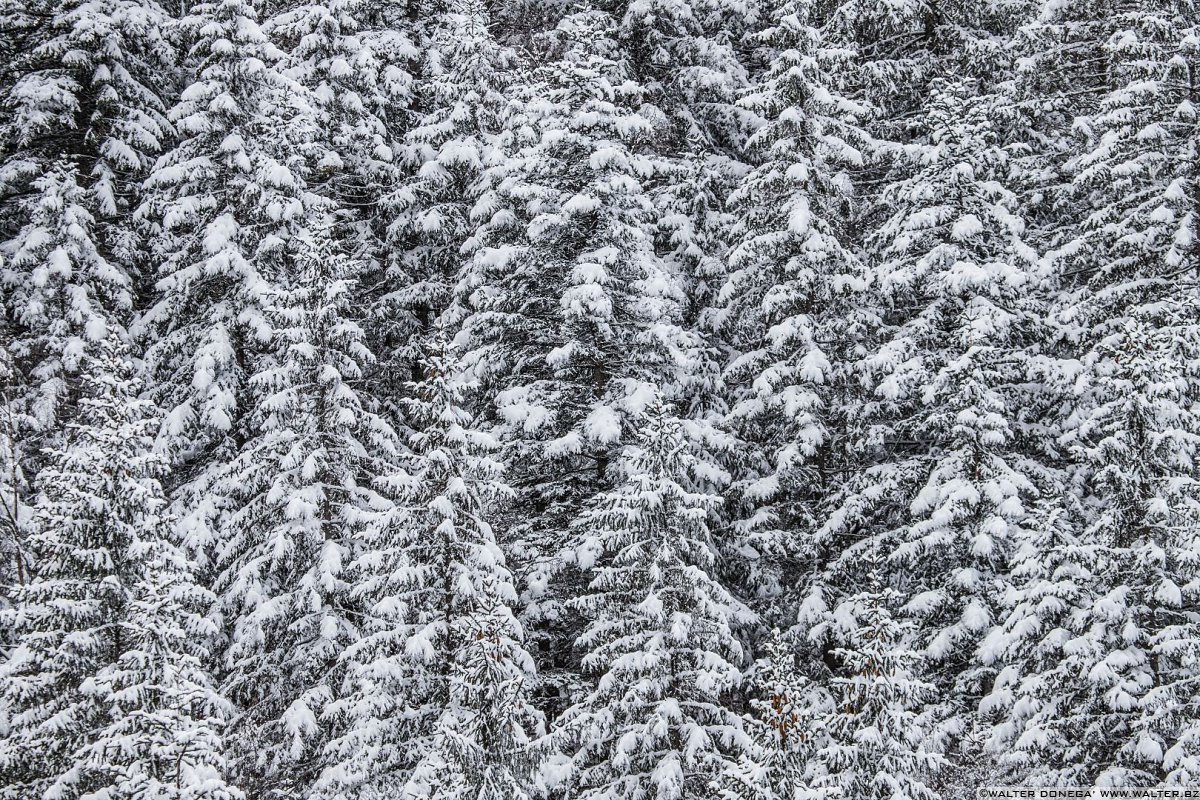 Passeggiata ad Obereggen sul sentiero 11 con la neve