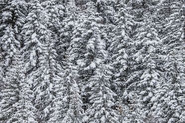 Passeggiata ad Obereggen sul sentiero 11 con la neve