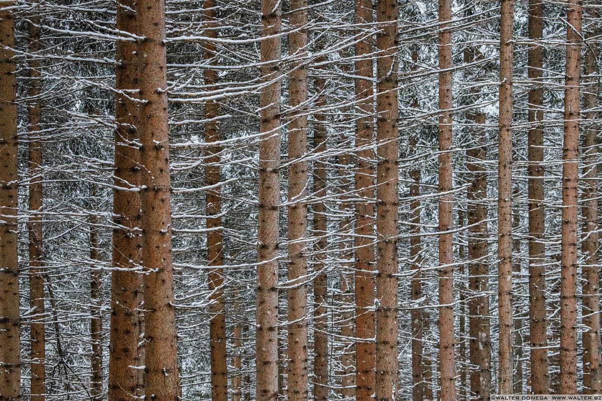 Passeggiata ad Obereggen sul sentiero 11 con la neve