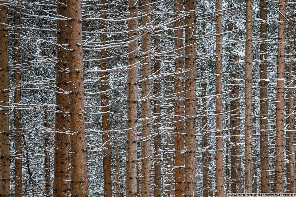 Passeggiata ad Obereggen sul sentiero 11 con la neve