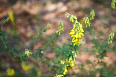 Passeggiata di Sant'Osvaldo