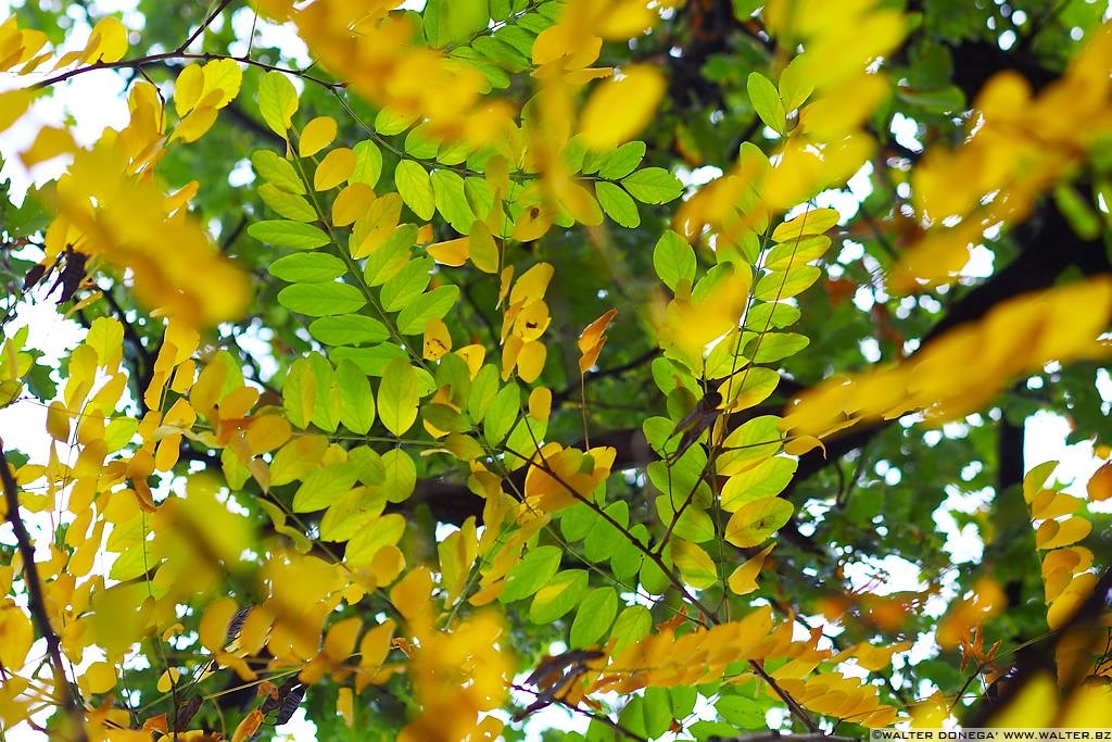 Passeggiata S. Osvaldo Autunno - 10 Passeggiata Sant'Osvaldo