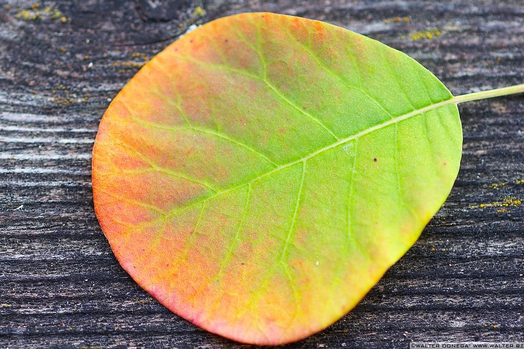 Passeggiata S. Osvaldo Autunno - 15 Passeggiata Sant'Osvaldo