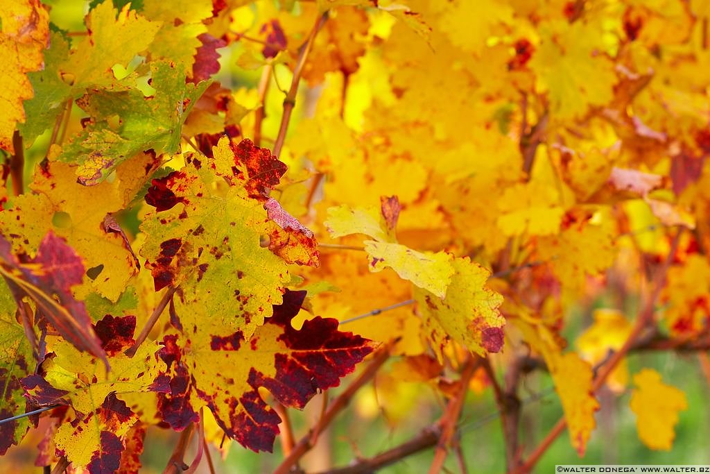 Passeggiata S. Osvaldo Autunno - 17 Passeggiata Sant'Osvaldo