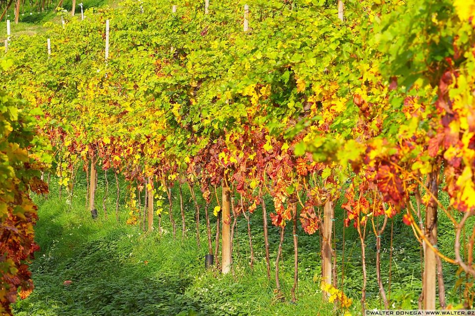 Passeggiata S. Osvaldo Autunno - 19 Passeggiata Sant'Osvaldo
