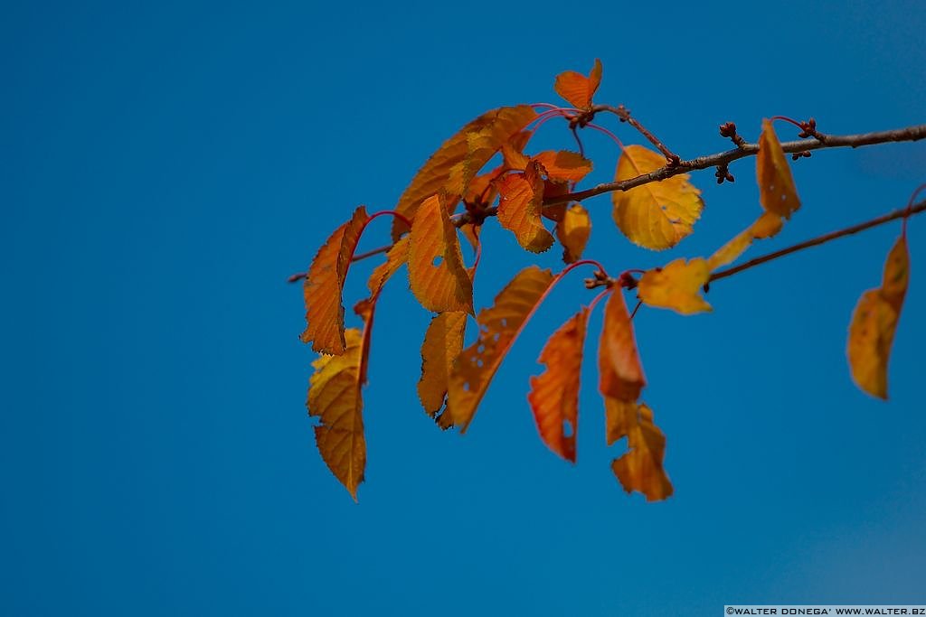 Autunno sul Renon - 13 Autunno sul Renon