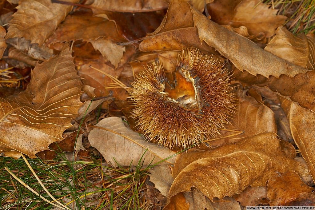 Autunno sul Renon - 14 Autunno sul Renon