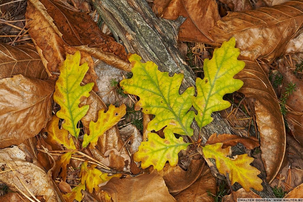 Autunno sul Renon - 17 Autunno sul Renon