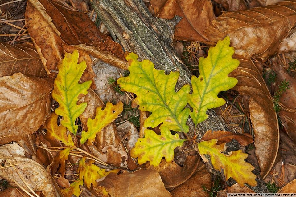 Autunno sul Renon - 17 Autunno sul Renon