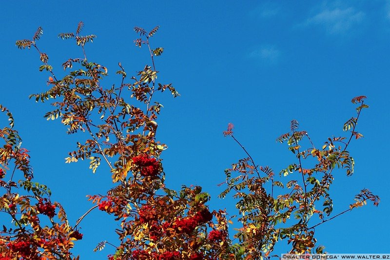 IMG_7493 Colori dell'autunno sul Renon