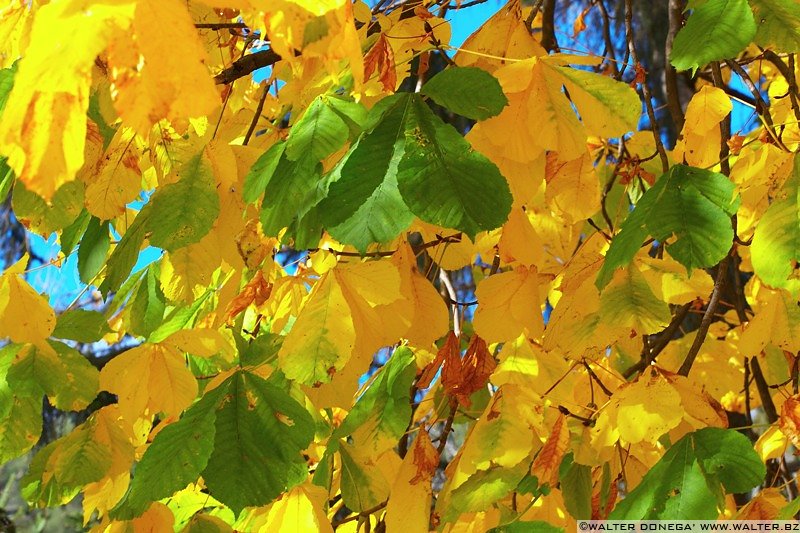 IMG_7495 Colori dell'autunno sul Renon