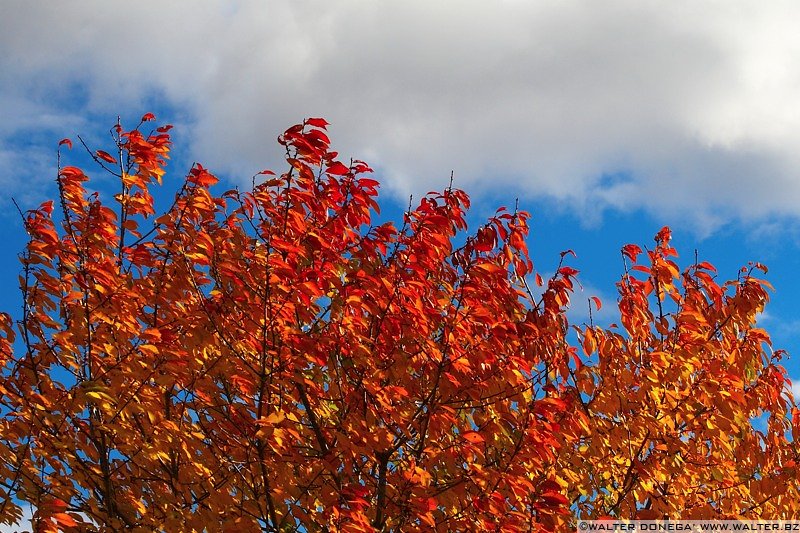 IMG_7516 Colori dell'autunno sul Renon