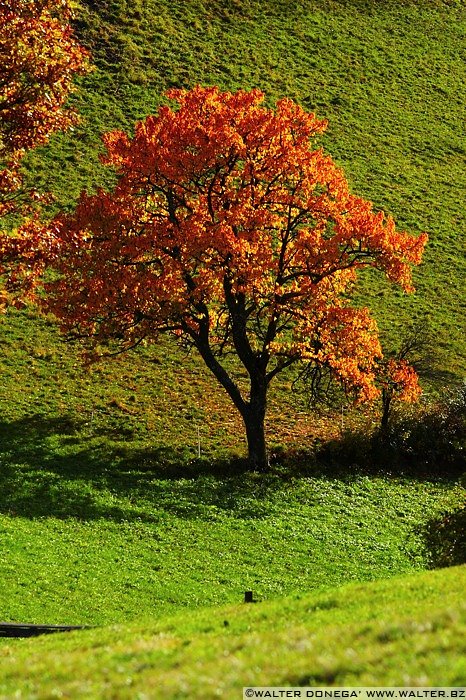 IMG_7521 Colori dell'autunno sul Renon