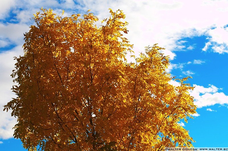 IMG_7537 Colori dell'autunno sul Renon