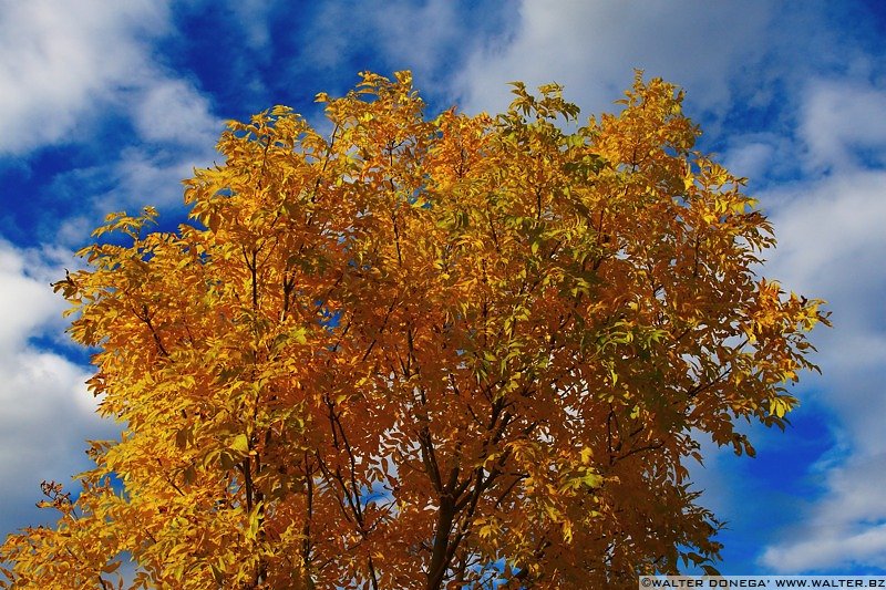 IMG_7538 Colori dell'autunno sul Renon