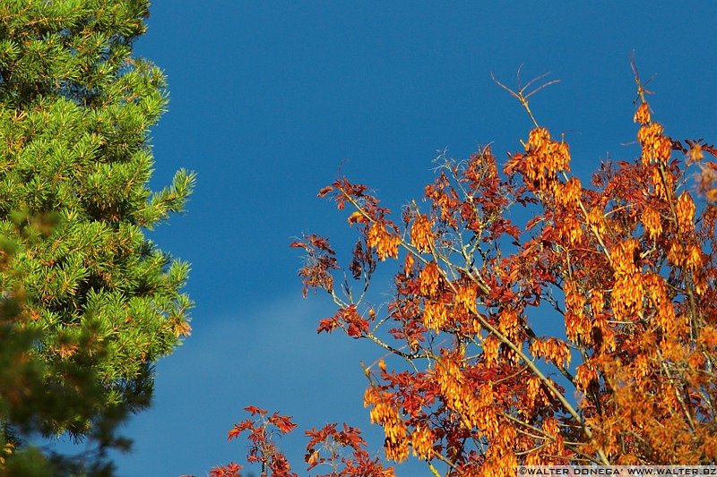 IMG_7552 Colori dell'autunno sul Renon