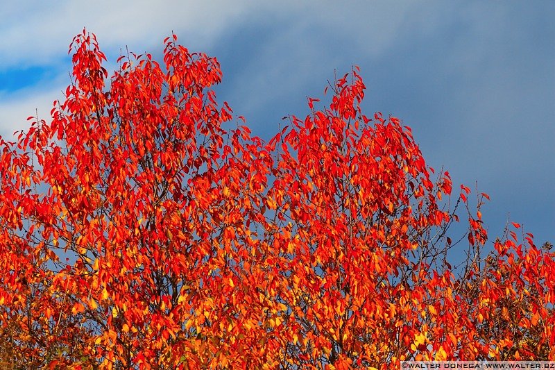 IMG_7557 Colori dell'autunno sul Renon