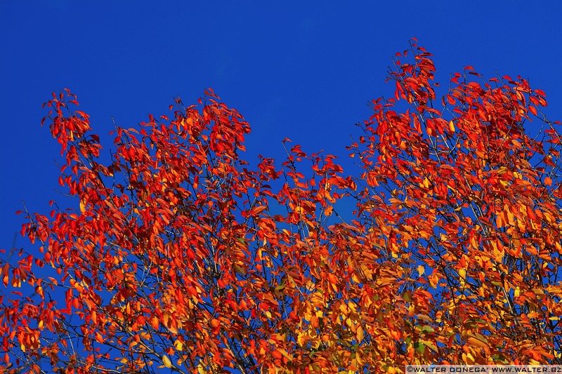 IMG_7564 Colori dell'autunno sul Renon