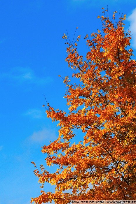 IMG_7566 Colori dell'autunno sul Renon