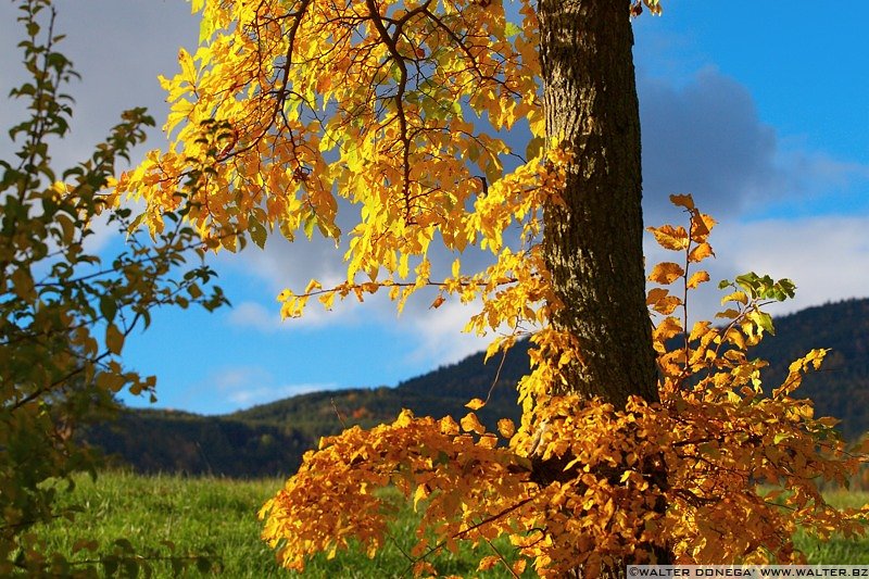 IMG_7569 Colori dell'autunno sul Renon