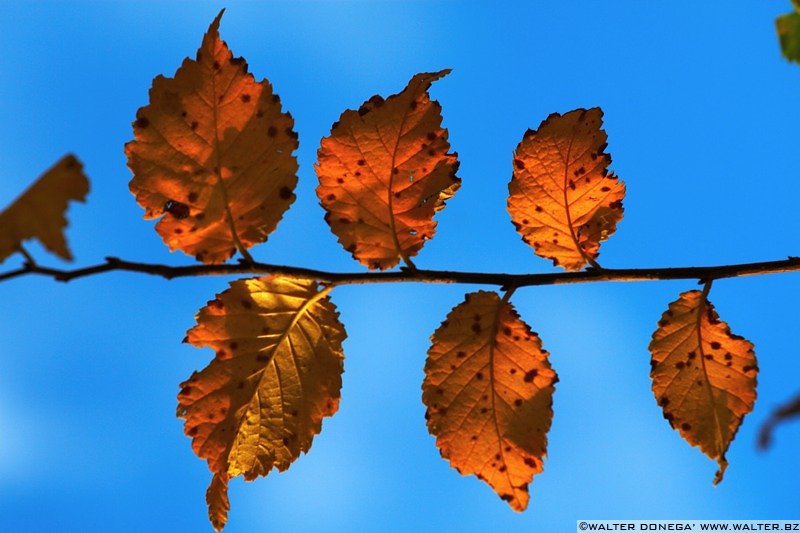 IMG_7572 Colori dell'autunno sul Renon