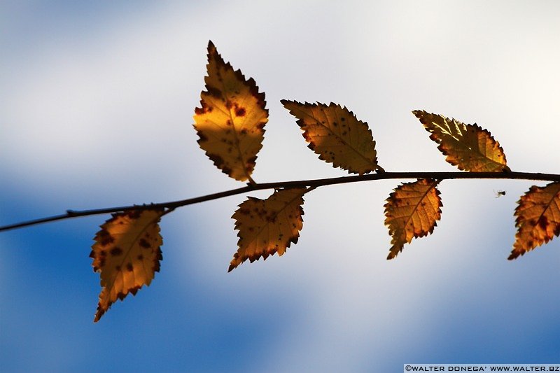 IMG_7574 Colori dell'autunno sul Renon